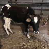 گاو گوساله ماده تلم