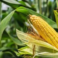 علوفه ذرت درجە یک و تازە ، کاه ، یونجە