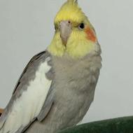 گمشده در رشت