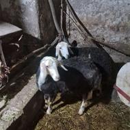 بره ماده های کله عروس