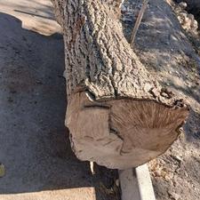 خرید چوب با پول نقد