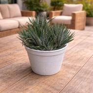 گل هاوارتیا