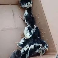 فروش جوجه مرغ نژاد پاپر ررهم گلین اصیل مرندی اصیل گلپایگان