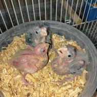 جوجه عروس سرلاکی