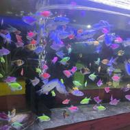 انواع ماهی زینتی و لوازم آکواریوم