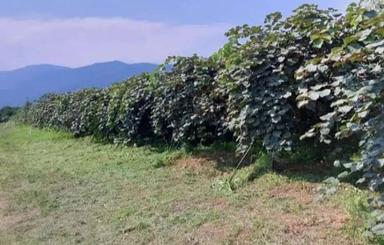 فروش فوری یک باغ کیوی استثنایی .کترا