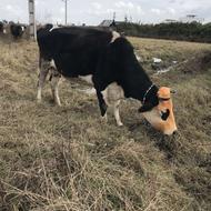 گاو سیمینتال دورگ