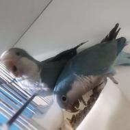 جفت راهب کلام دار