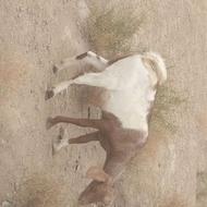 گوسفندفروشی