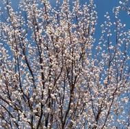 هرس وفرم دهی درختان تخصص ماست