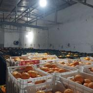 پرتقال تامسون