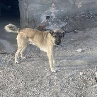 سگ گله مخصوص نگهبانی واگذار