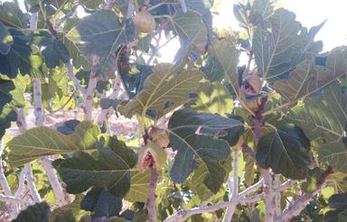 فروش ملک انجیر15هزارمتر