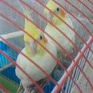 یک جفت عروس هلندی با قفس