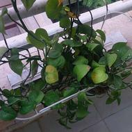 خانوم جهت نظافت منزل و گردگیری