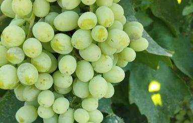 2500متر باغ انگور