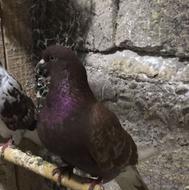 کبوتر نر استثناییی دو عدد