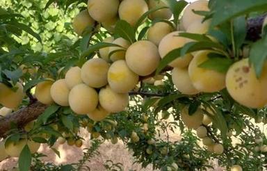 باغ فروشی دوروددهستان حشمت آباد