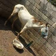 فروش انواع اسب محلی اهلی وحشی گله دارجنگی