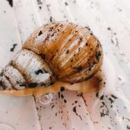 واگذاری حلزون آلبینو مولدو جید.