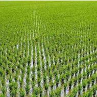 فروش زمین کشاورزی 2400 متر در سرخ کلا