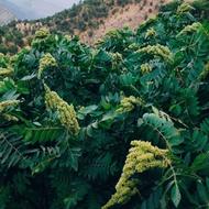 فروش نهال (سماق) درجه یک و دیمی