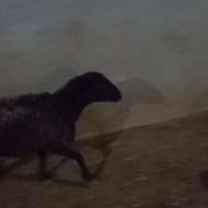 3عدد میش آبستن تازه قوچ خورده مال تو گله بوده