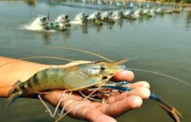 فروش زمین مزرعه پرورش میگو