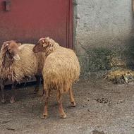 دوعدد بره نر