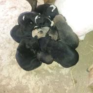 واگذاریدچندتوله دورگ مالینیوزی وحراصت گله