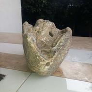 سنگ طبیعی غیرمعمول، سنگ مرجان و فسیل صدف