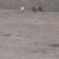 سه تا کبوتر سالم و سر حال