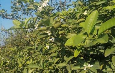 فروش زمین کشاورزی