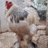 فروش خروس برهمالایت اصیل.