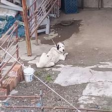 واگذاری یک عدد سگ