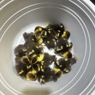 فروش بچه روسی