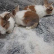 بچه خرگوش لوپ