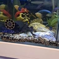 7تا سیچلاید دماسونی اور سایز گوشتخوار کت فیش