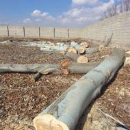 خرید تضمینی چوب