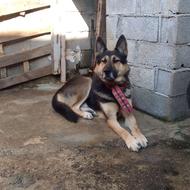 سگ ژرمن نر گمشده