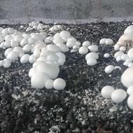 قارچ دکمه ای ب صورت فله ای