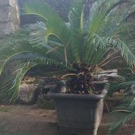 انواع گل یوکا و سیکاس