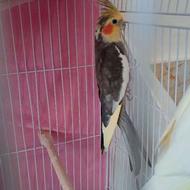 عروس هلندی ماده دستی آماده جفت بالغ