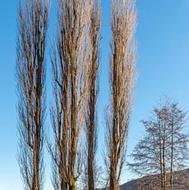 خریدار انواع درخت های باغی وصنوبر