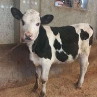 گوساله مونتبیلیاردتلیسه ماده 4ماه120کیلوخوراک خوردربندرترکمن