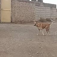 سگ گله گی و نگهبان واگذاری