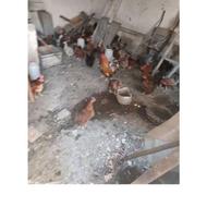 مرغ محلی به قیمت فروش ومعاوضه