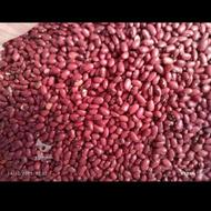 لوبیا قرمز