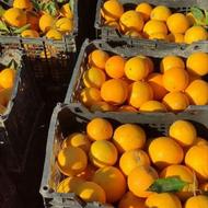 فروش مرکبات