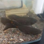 ماهی دوتا اسکار باله بلند